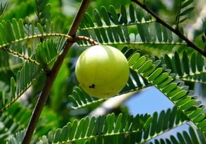 indian gooseberry amla hair growth