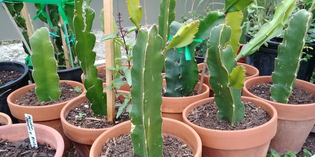 dragonfruit cactus plant