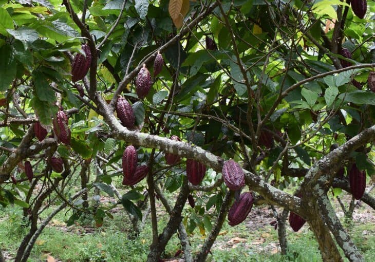 wandering willows cocoa beans