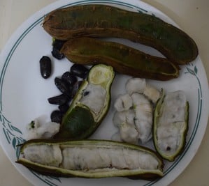 ice cream bean ecuador exotic fruit