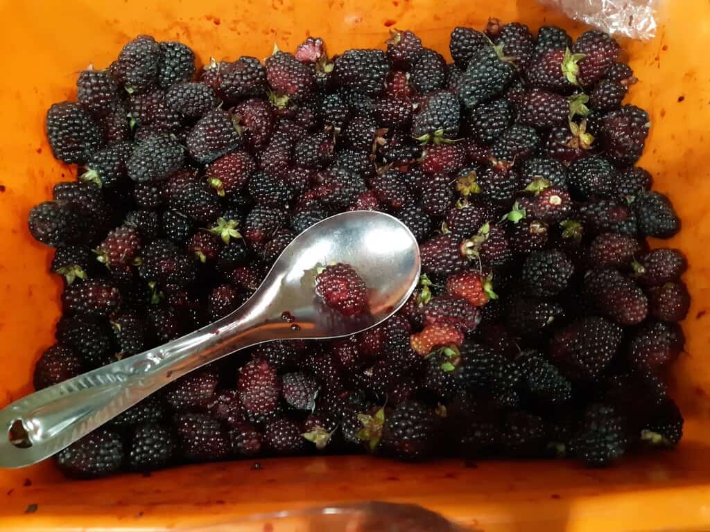 mora berries exotic fruit ecuador