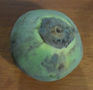 sapote exotic fruit ecuador