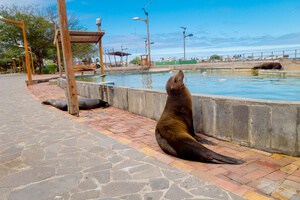 sea lion santa cruz galapagos