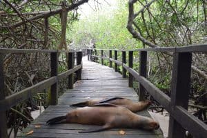 concha de perla sea lions galapagos