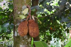 jackfruit rio de janeiro brazil