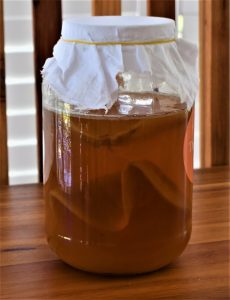 kombucha scoby