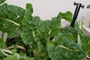 spinach leaves in garden