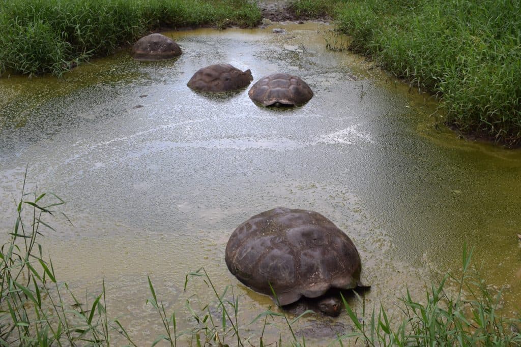 tortoises galapagos
