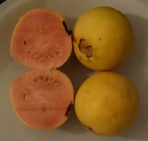 guava